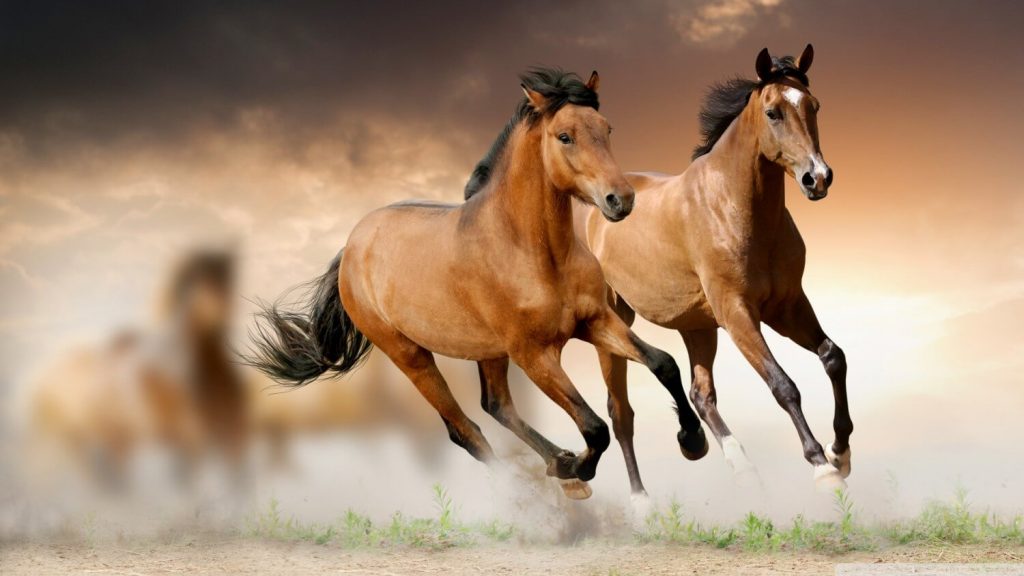 Mơ thấy ngựa là điềm báo tốt hay xấu? Đánh lô đề con gì?