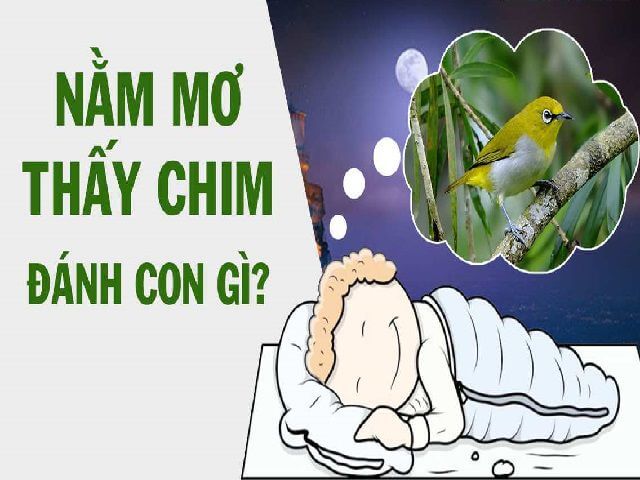 [Giải mã giấc mơ] Mơ thấy chim đánh con gì? Điềm báo gì?